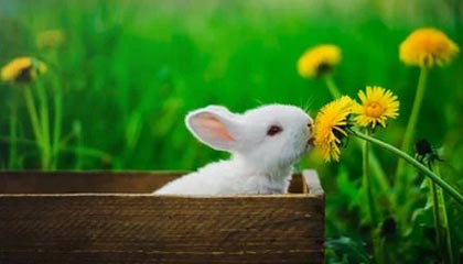 WAKUKU成2025中网唯一官方授权潮玩IP